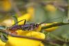 244732 – Photo : Marc Solari – France (68)
